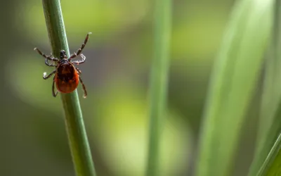 TICKS AND LYME DISEASE: WHAT YOU NEED TO KNOW!