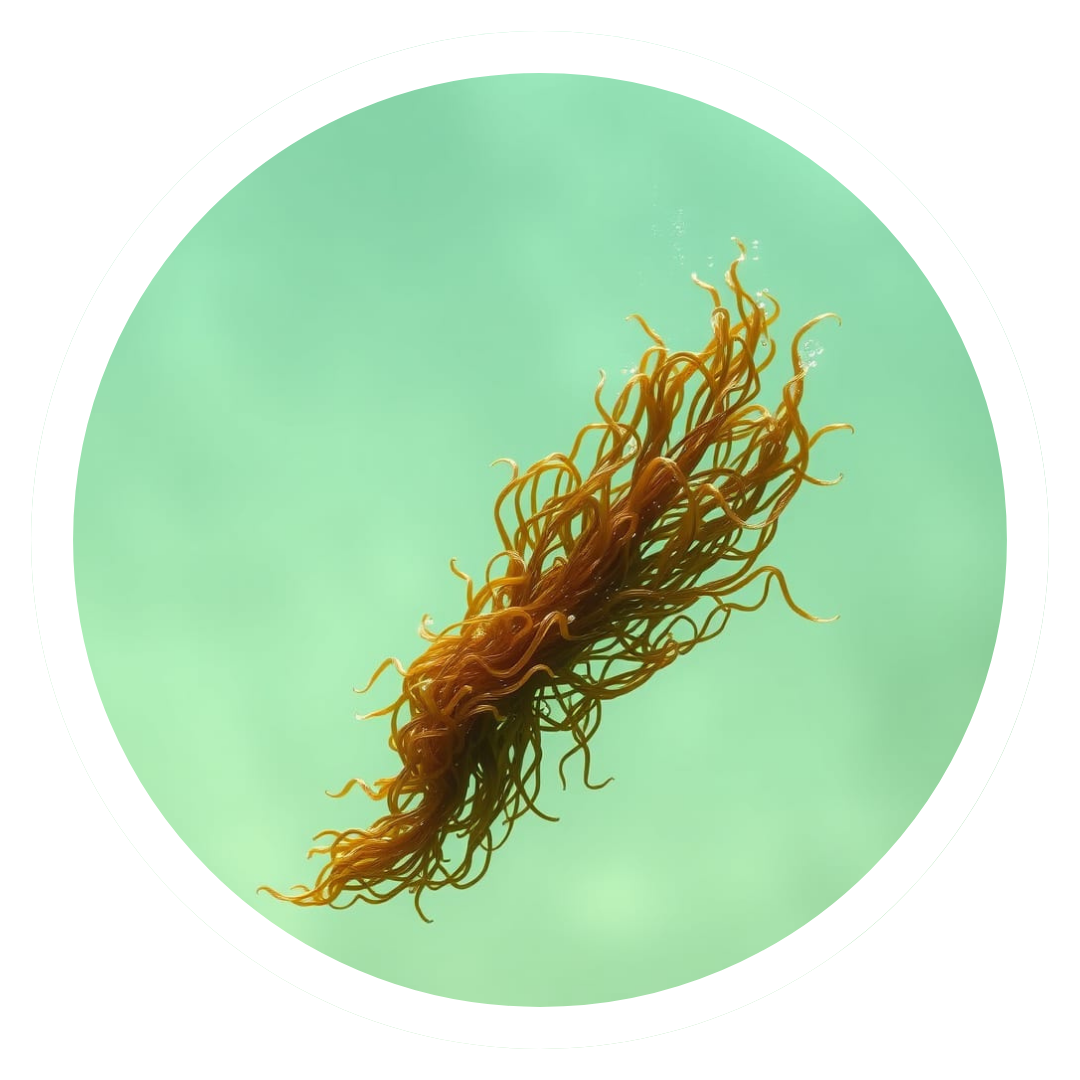 Wakame Extract