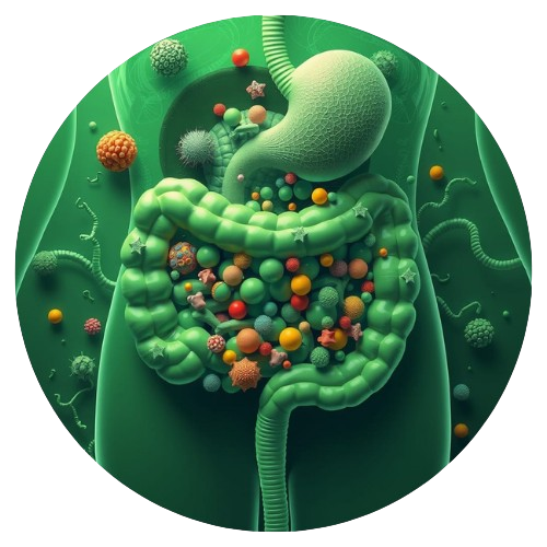 Gut Harmony