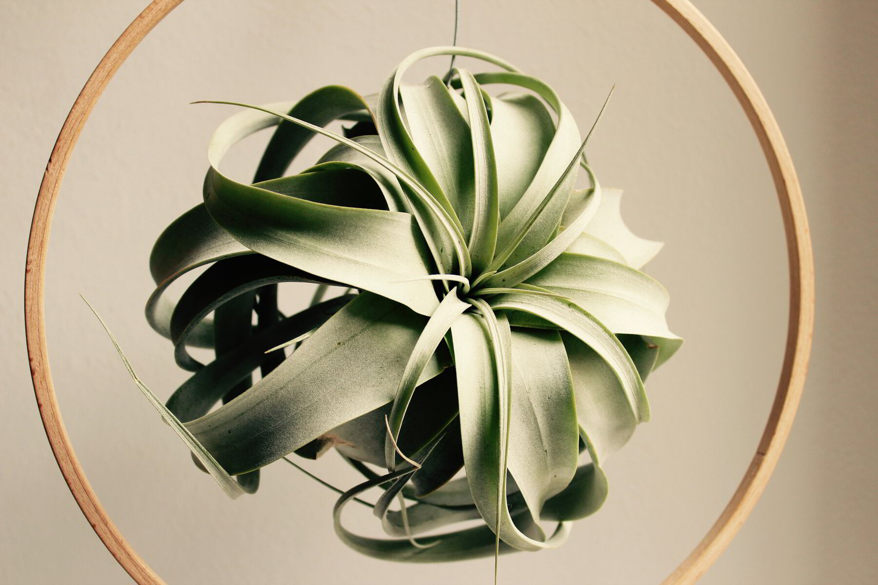 dracaena for sale Janet Craig Compact Dracaena