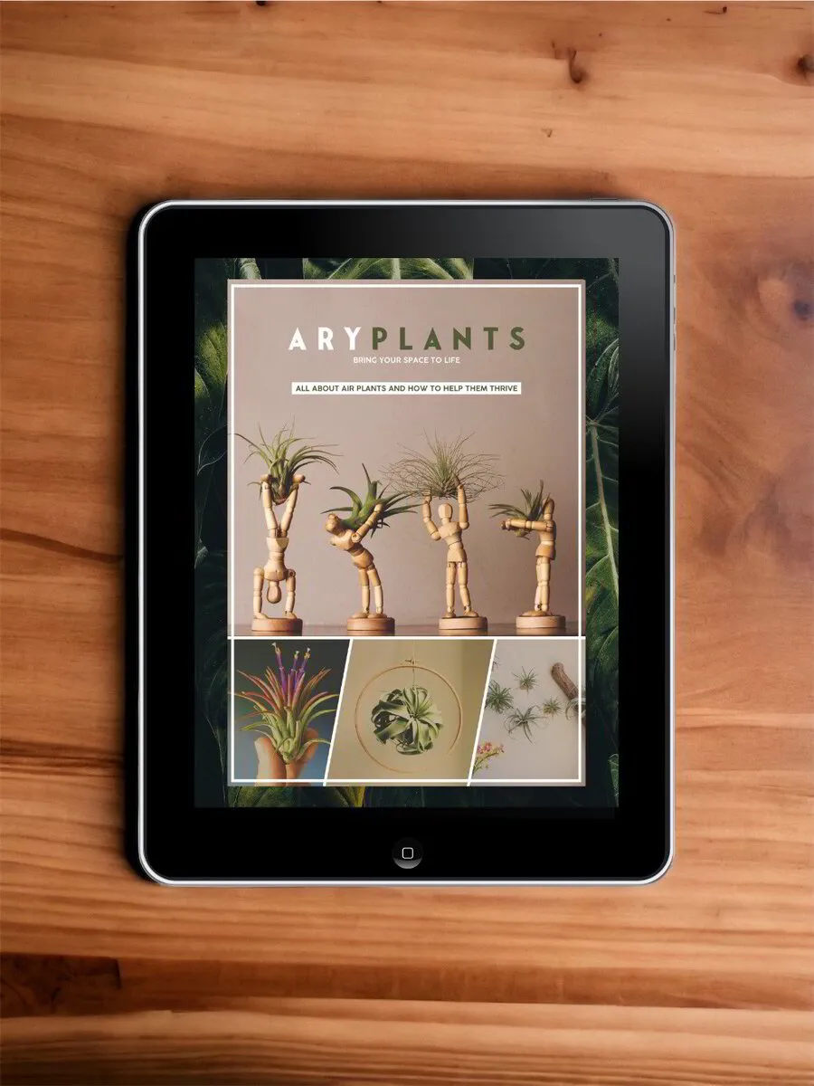 Air Plant Handbook