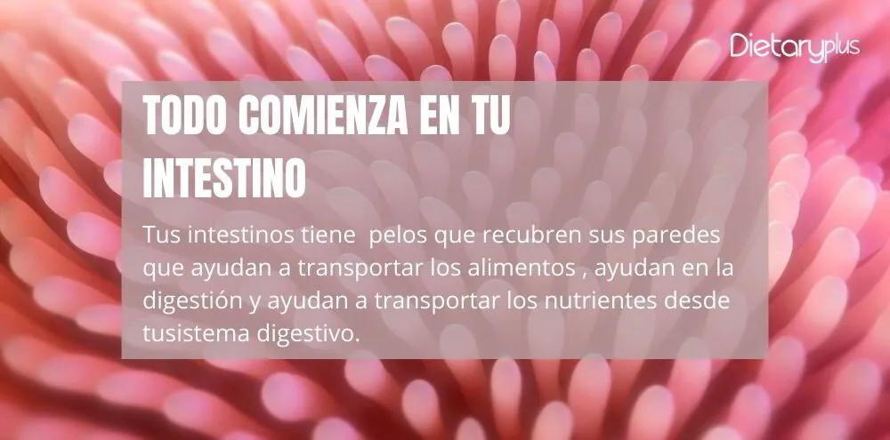 Todo comienza en tu intestino Dietaryplus