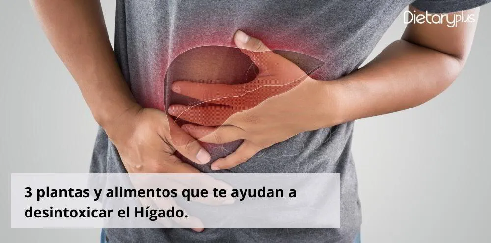 Cinarina y silimarina - Plantas y alimentos que desintoxican el hígado