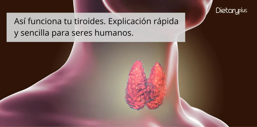 Así funciona tu tiroides. Explicación rápida y sencilla para los seres humanos.