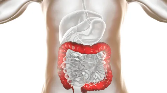 Fermentación de alimentos prebióticos