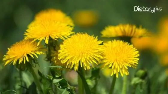 Diente de león y el hígado - Dietaryplus