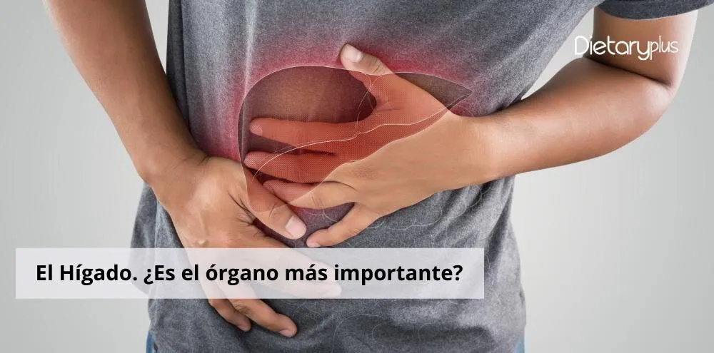 El Hígado. ¿Es el órgano más importante?