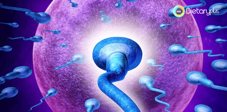 La Dieta de la Fertilidad: Descubre Cómo Potenciar tu Fertilidad de Forma Natural