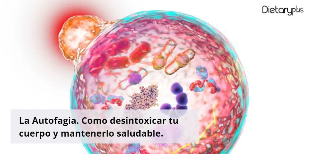 La Autofagia. Como desintoxicar tu cuerpo y mantenerlo saludable.