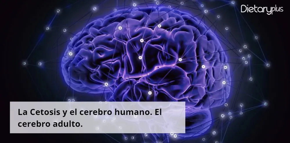 La Cetosis y el cerebro humano. El cerebro adulto.