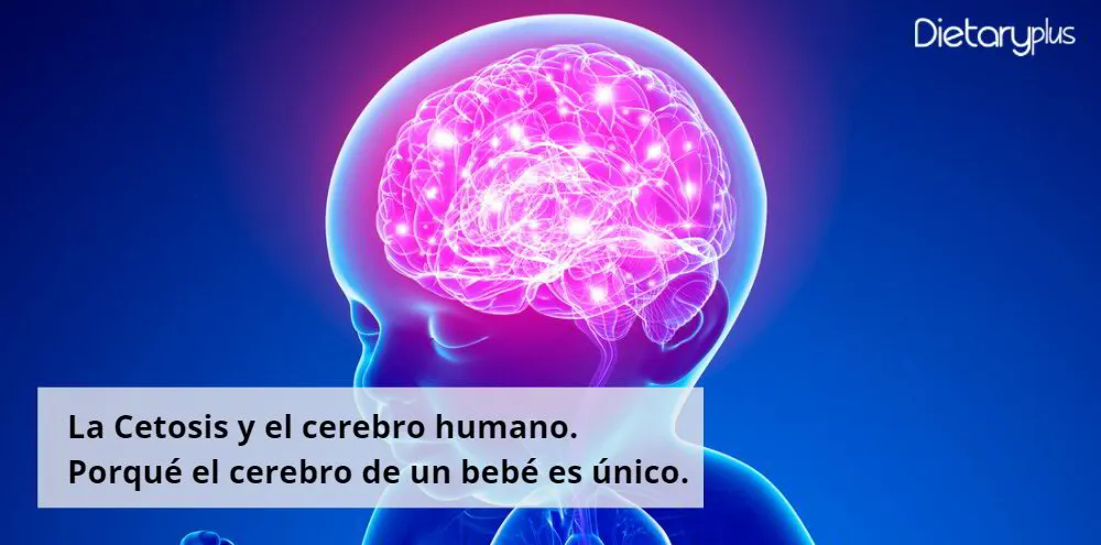 La Cetosis y el Cerebro: ¿Qué Hace Único al Cerebro de un Bebé?