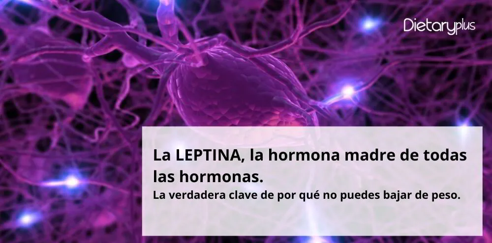 ¿Qué es la Hormona Leptina? La hormona clave que influye en tu peso corporal.