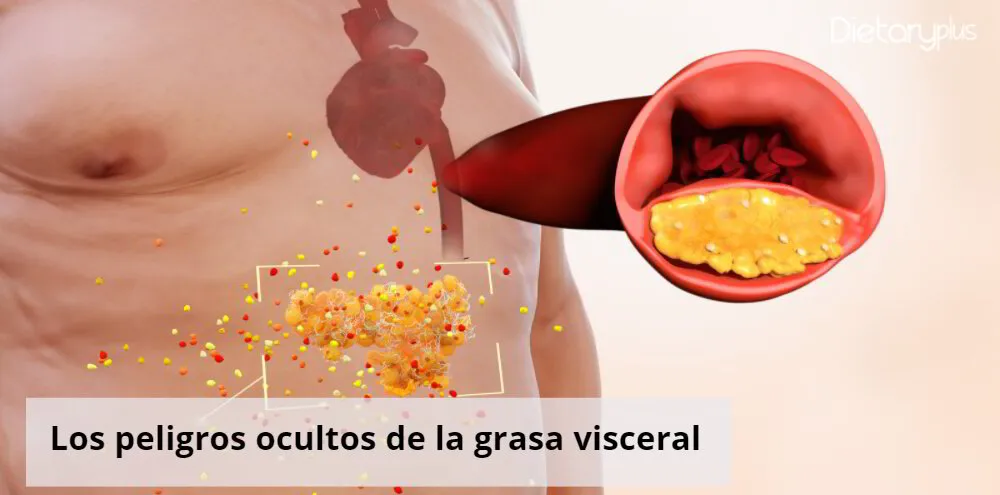 🧡 Riesgos de la grasa visceral para la salud - Más información