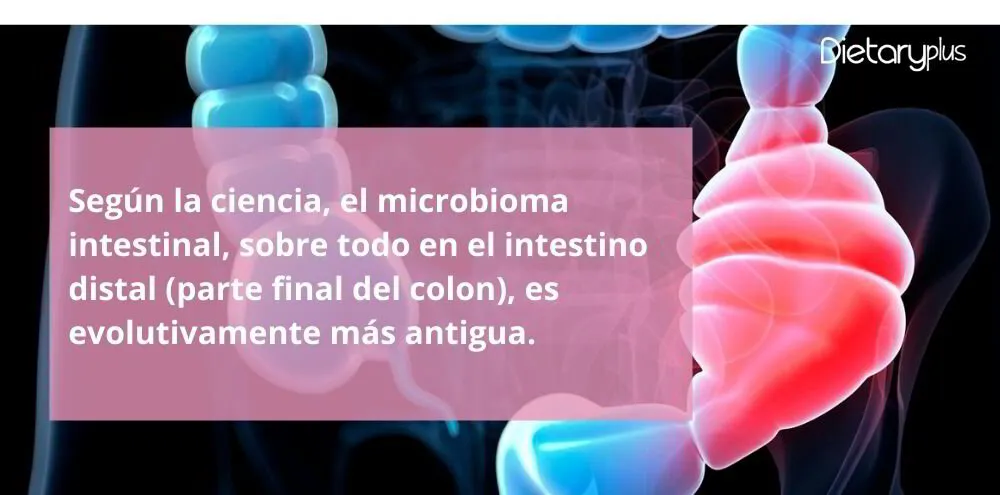 El microbioma intestinal, el colon  Dietaryplus