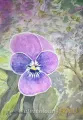 Pansy Flower - watercolour painting