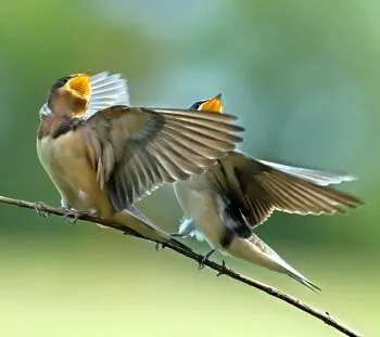 Birds Bolster Their Brains To Retain Song
