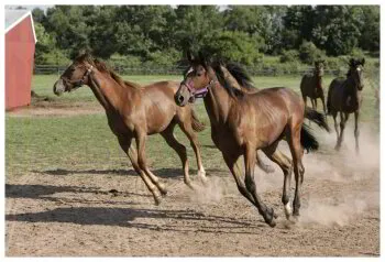 Compulsive Behavior in Horses