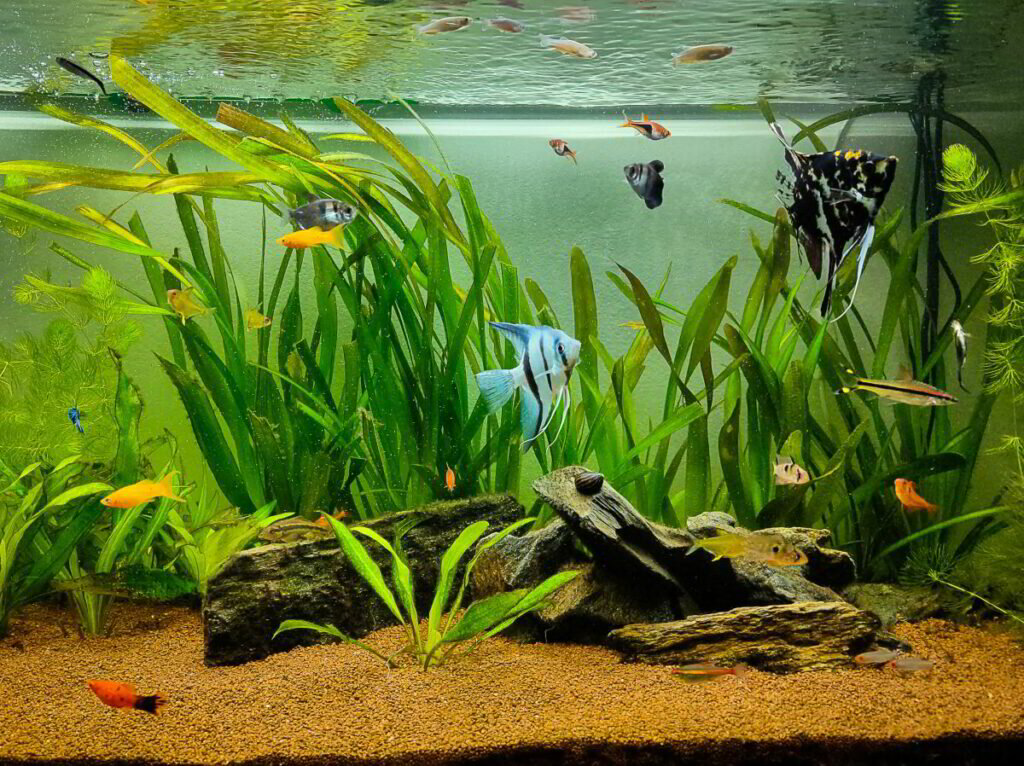 Creating the ideal fish tank at home