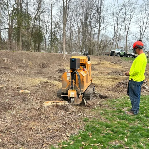 Tree stump grinding service indianapolis | Stones Stump Removal & Stump ...