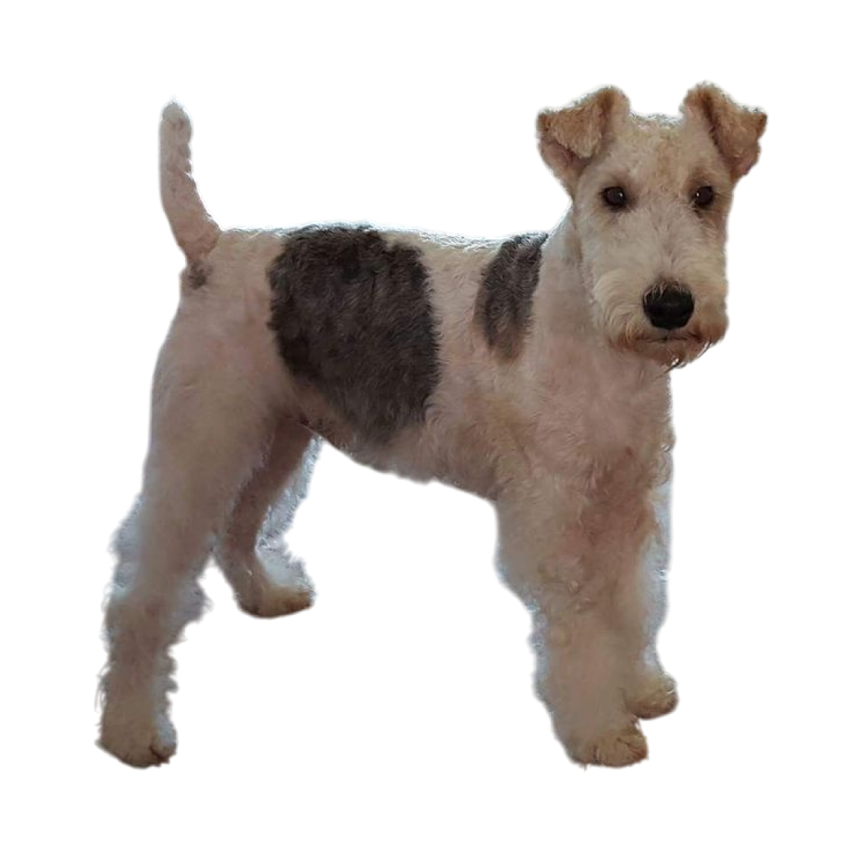Fox Terrier de pelo de alambre