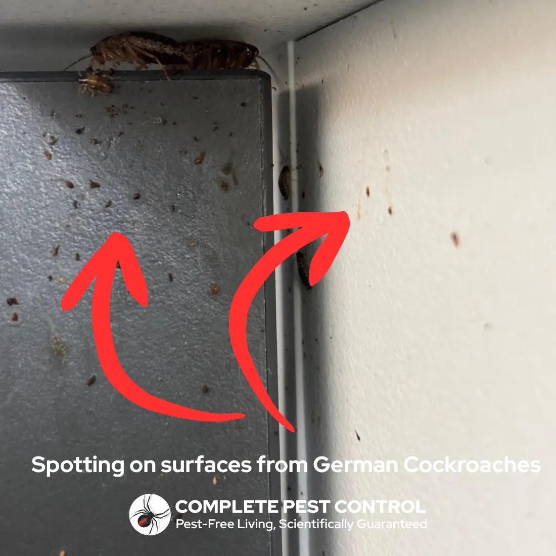 German Cockroach Rearing German Cockroach Pest Control | Brisbane Northside & Sunshine Coast
