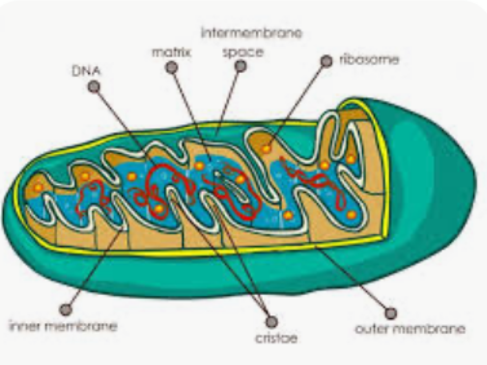 The Power House Of The Cell 