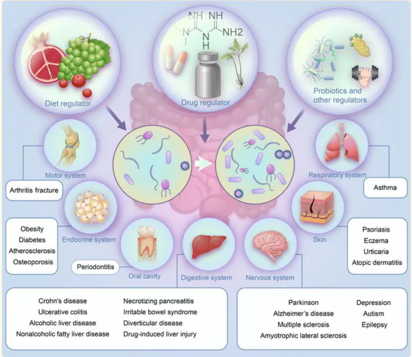 Infographic on gut health showing diet, drugs, and probiotics impact on various body systems and related diseases.