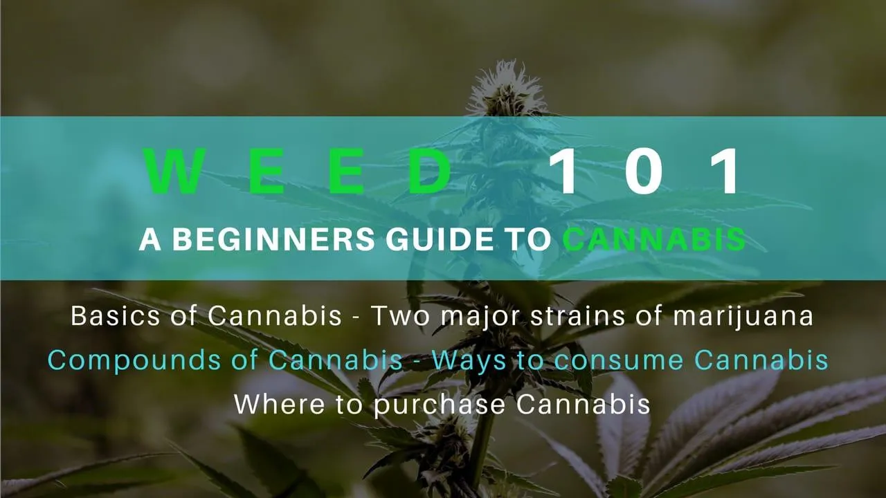 Beginners guide to cannabis