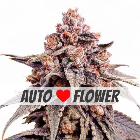 Zkittlez auto-flower