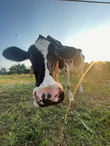 Raw milk cow