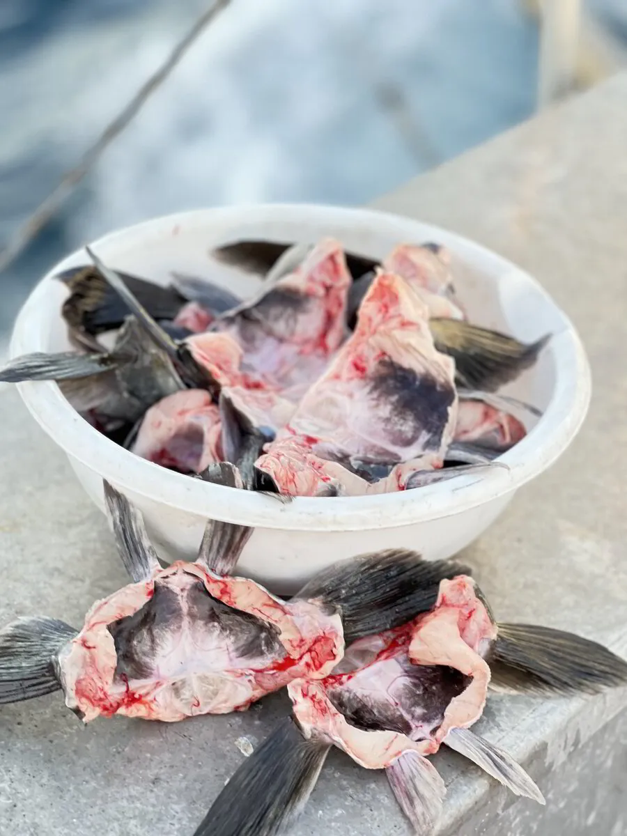 Cod Collarbone Black Cod Collars