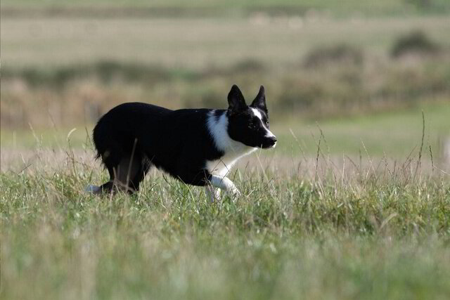 Types best sale of collies