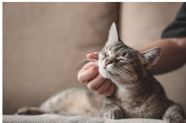 Preventing Feline Leukemia Virus is better than a cure for cat lovers