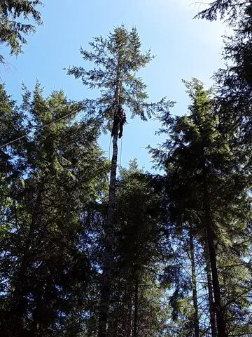 James pruning Grand Fir in Victoria BC
