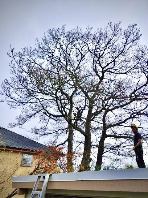 James pruning large tree in Victoria BC