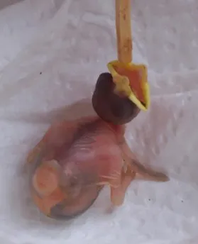 A newborn sparrow chick being gently fed through a straw while resting on a soft paper towel. The small bird’s beak is open wide as it receives care, showing its delicate pink skin and tiny forming feathers. The image reflects compassion, nurturing, and the effort to save a fragile life. Meta Keywords: baby sparrow, hand feeding bird, wildlife rescue, compassion in action, caring for animals, Soul Sonshine family story.