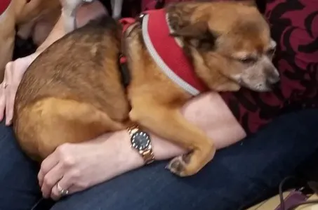 A small brown dog rests peacefully in someone’s arms, wrapped in warmth and comfort. The image captures a tender moment of trust and love — a perfect reflection of Soul Sonshine’s heart for compassion, care, and connection.