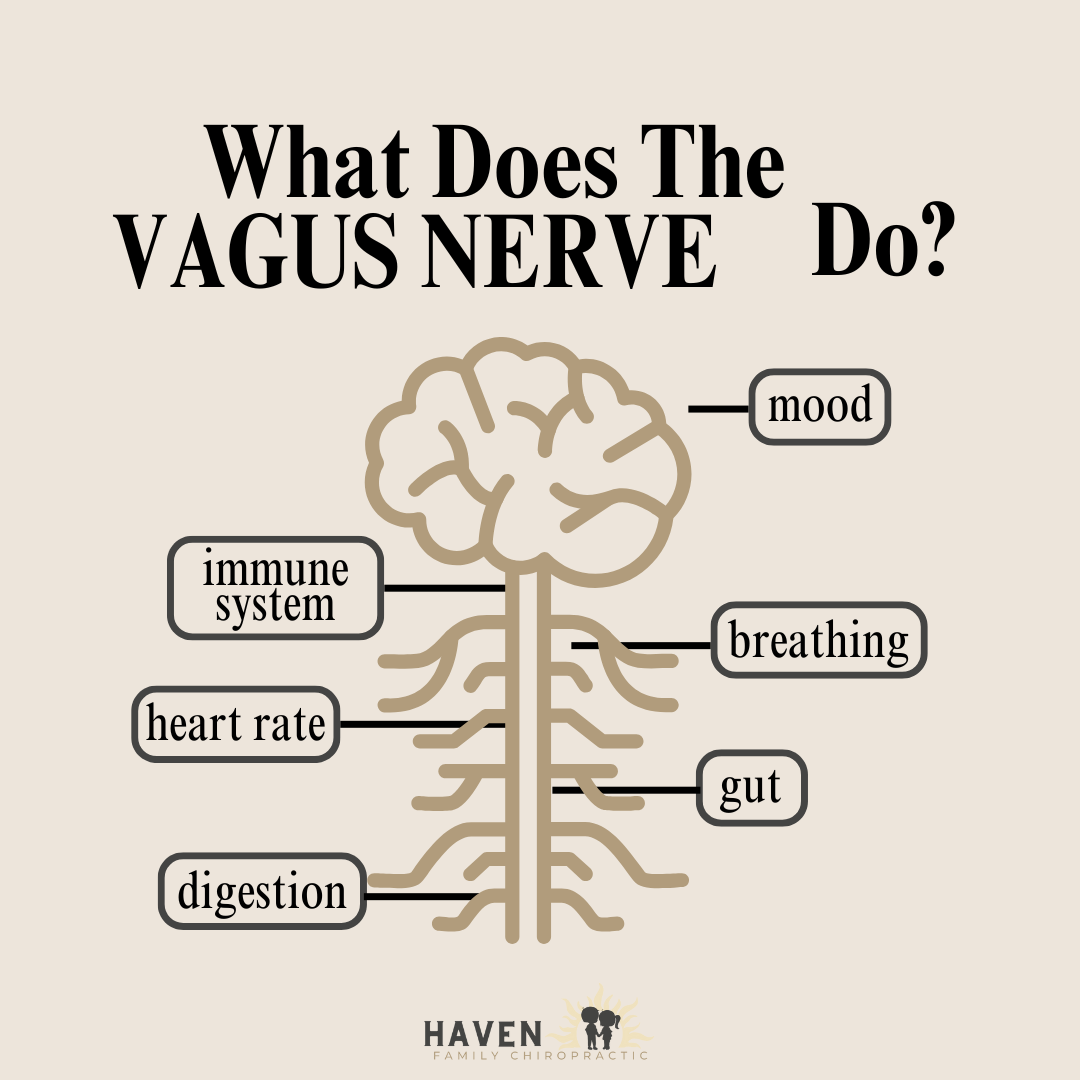 The Vagus Nerve + The Immune System