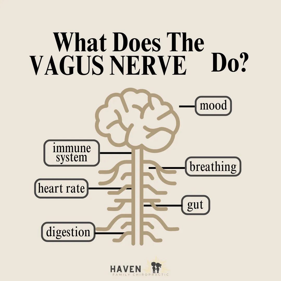 The Vagus Nerve + The Immune System
