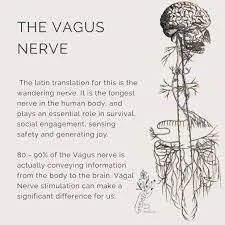 Vagus Nerve Function