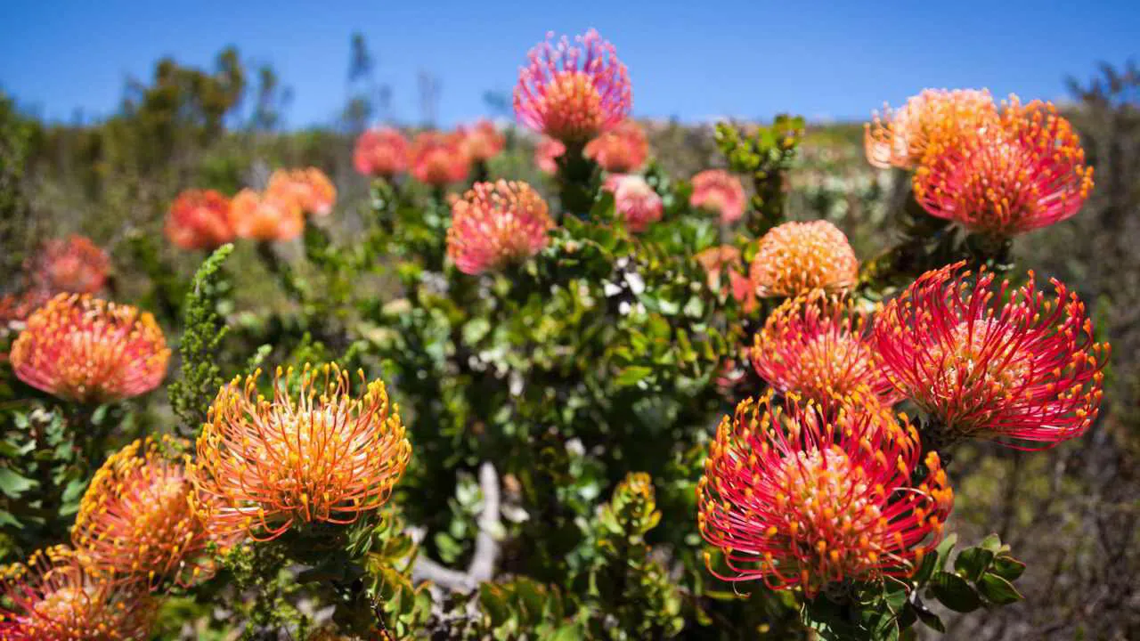 Fynbos along the Cape Peninsula