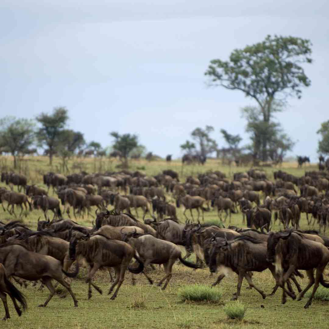 Top 5 game reserves in Africa