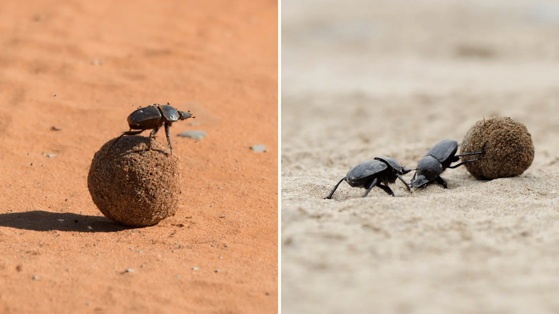 Dung Beetles: Fascinating Facts & Safari Wildlife Insights