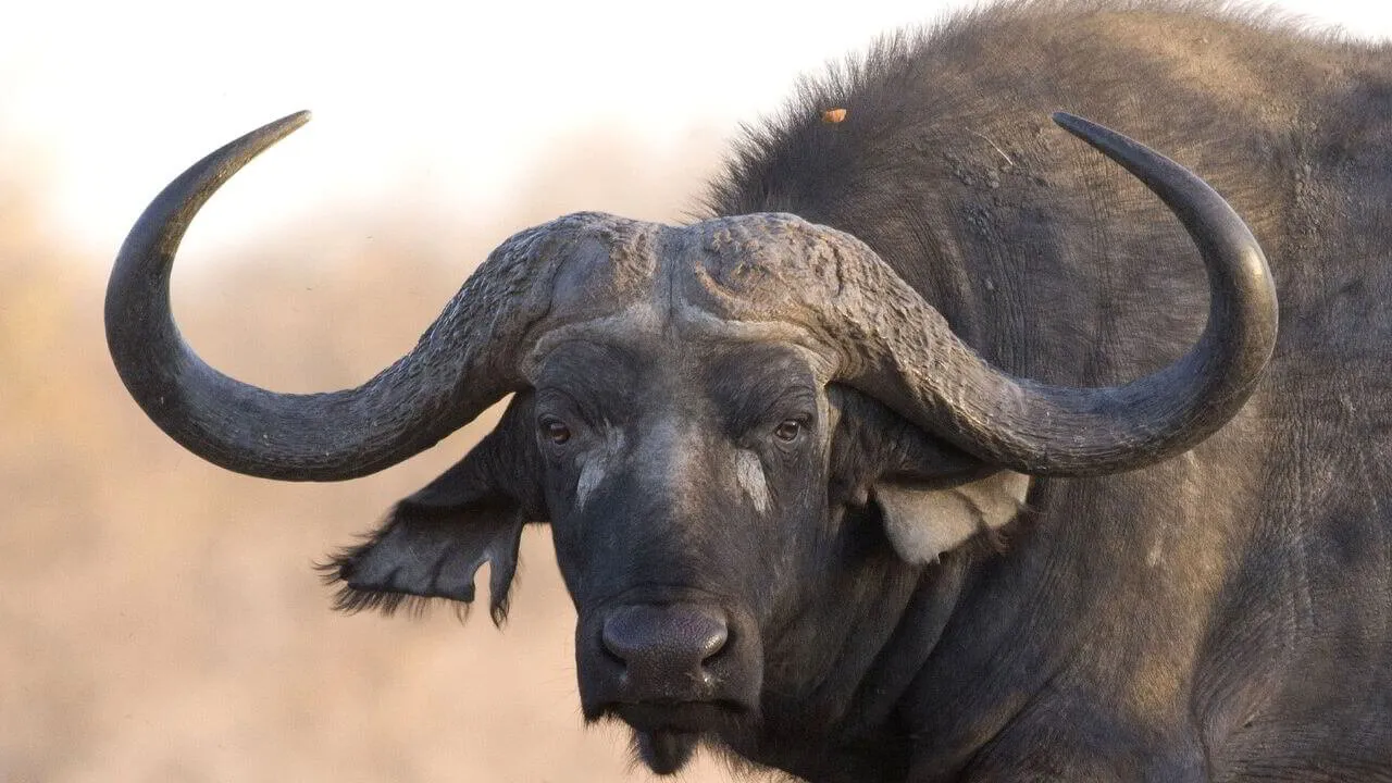 How Much Does a Safari Cost in South Africa?