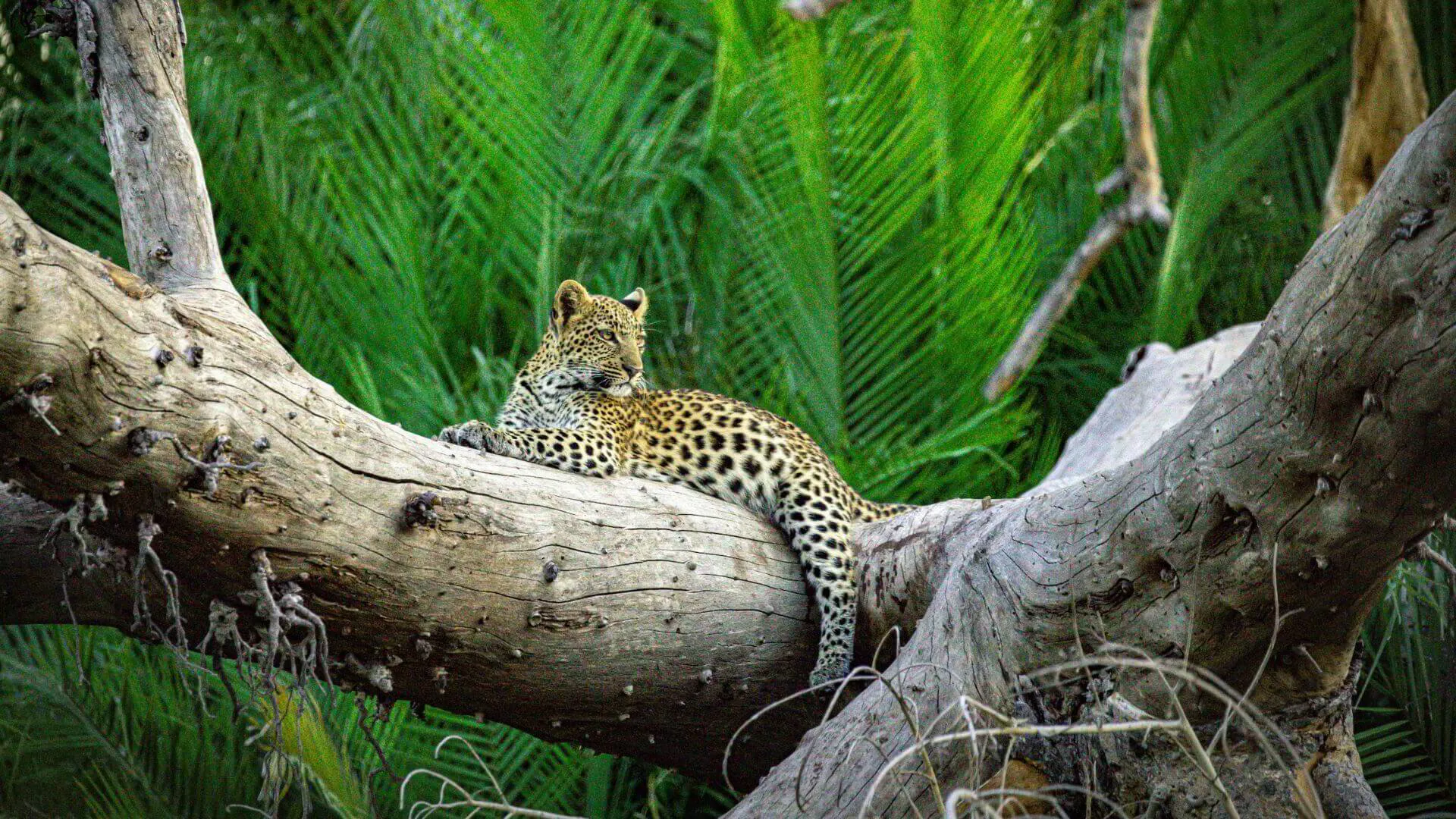 How a safari can change your life