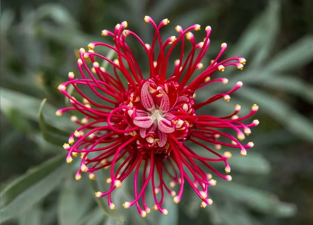 Care of Featured Plant | Grevillea for Your Adelaide Lawn