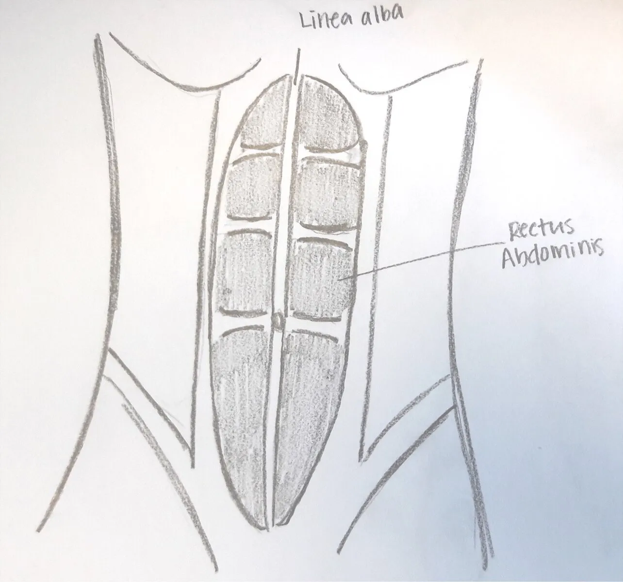 Diastasis Rectus – Navigating the Ins &amp; Outs: Part 2 – The Causes