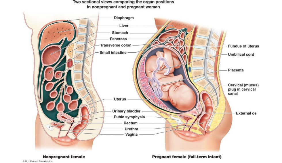 postpartum anatomy diagram relaxin hormone effect spine