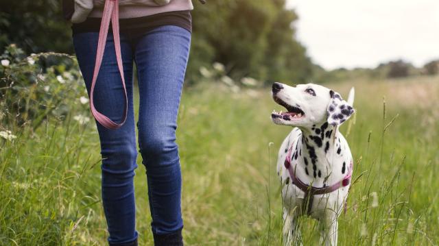 Training classes | Puppy Training Stamford Market Deeping Peterborough