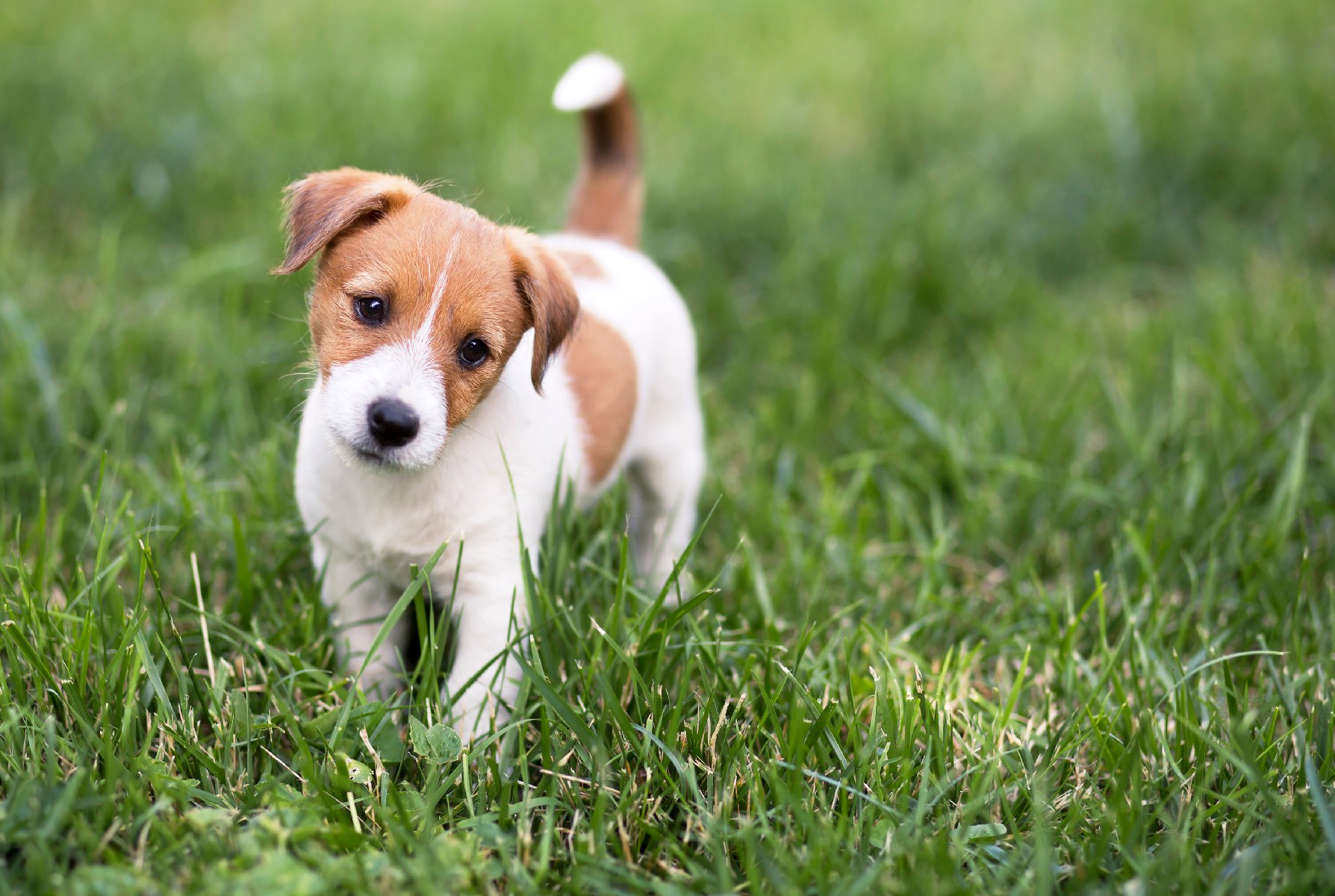 Puppy Training